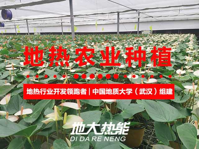 濟南：“地?zé)崮?農(nóng)業(yè)”產(chǎn)業(yè)融合，讓地?zé)崮苷嬲盁帷逼饋?地大熱能